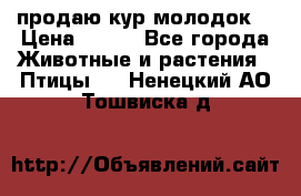 продаю кур молодок. › Цена ­ 320 - Все города Животные и растения » Птицы   . Ненецкий АО,Тошвиска д.